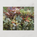 Search for succulents postcards Green