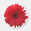 Recherche de daisys magnets Rouge