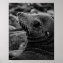 Recherche de lion blanc posters Océan