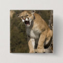 Recherche de yellowstone badges Usa