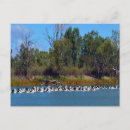Search for fish swimming postcards River