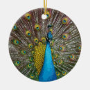 Search for peacock ornaments Plumage