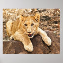 Search for tiger cub posters Cat