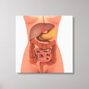 Search for internal organs posters Esophagus