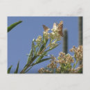 Search for prayed postcards Nature