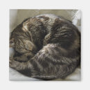 Search for tender magnets Animal