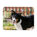 Recherche de panne magnets Collie bordure