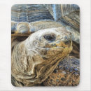 Recherche de tortue mignonne tapis souris Animaux