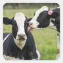 Search for pasture stickers Cow