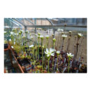 Recherche de plantes carnivores posters Venus