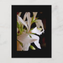 Search for geranium vertical postcards White