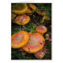 Search for fly agaric Red