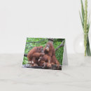 Search for orangutan cards Zoo animals