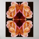 Recherche de rosier posters Photographie