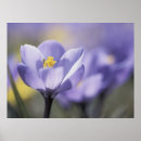 Search for crocus posters Photography