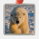 Search for refuges ornaments Fauna