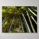 Recherche de bambou posters Nature