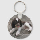 Recherche de springer spaniel porteclés Chiot