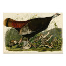 Recherche de naturalist posters Animal