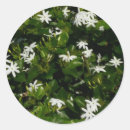 Search for jasmine flower stickers Floral