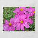 Recherche de fleur cosmo cartes postales Fleurs