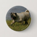 Search for playing dog buttons Pug