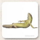 Search for lizard coasters Wildlife