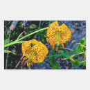 Search for tiger lily stickers Orange
