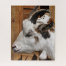 Search for goat puzzles Cute animals