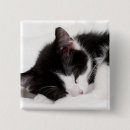 Search for lying down buttons Animal