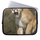 Search for joe mcdonald cases Big cat