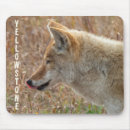Search for coyote electronics Nature