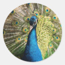 Search for peahen stickers Bird