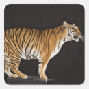 Search for platform stickers Wildlife