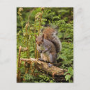 Recherche de ecureuils cartes postales Assis
