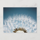 Recherche de mauvaises herbes cartes postales Pissenlit