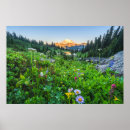 Search for snowcapped posters Flower