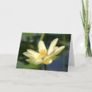 Recherche de lotus photographie Flore