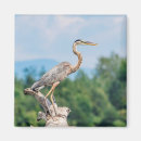 Search for waterfowl magnets Bird