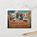 Search for spay postcards Kittens