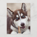 Recherche de chiot cartes postales Plage