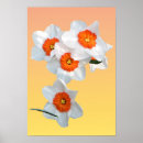 Recherche de amaryllis posters Blanc