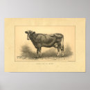 Search for bovin art Cattle