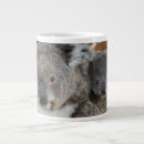 Recherche de koala tasses Animal australien