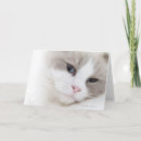 Search for ragdoll cat cards Cute