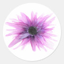 Search for astor Floral