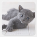Search for russian blue cat stickers Animal