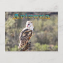 Search for tyto postcards Wildlife