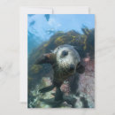 Search for baby seals cards Ocean
