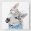 Recherche de sibérien horloges Chien des neiges